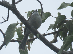 Mecocerculus leucophrys