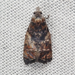 Polylopha cassiicola