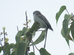 Mecocerculus leucophrys