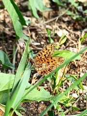 Boloria dia