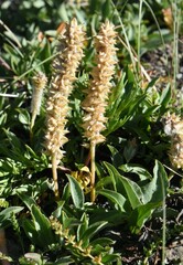 Salix petrophila