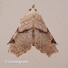 Prolophota trigonifera