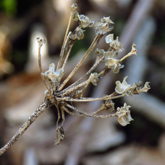 Allium tricoccum