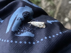 Catoptria falsella