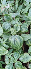 Acalypha hispida