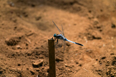 Orthetrum albistylum speciosum