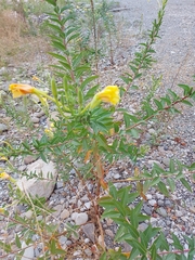 Oenothera elata