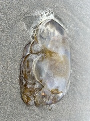 Semaeostomeae