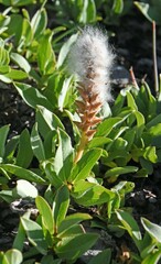 Salix petrophila