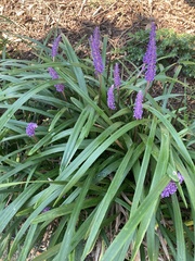 Liriope