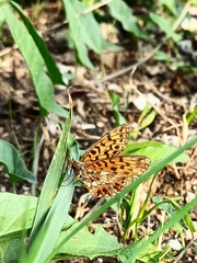 Boloria dia