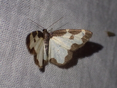 Lomaspilis marginata