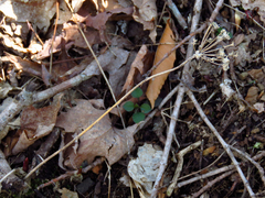 Allium tricoccum