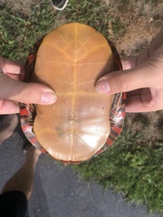 Chrysemys picta picta