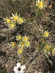 Leucadendron modestum
