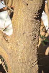 Erythrina americana