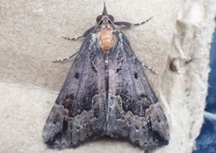 Hypena palparia