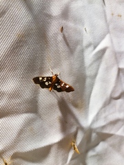 Phostria tedea