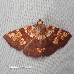 Saroba pustulifera