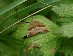 Hypena proboscidalis