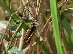 Chorthippus dorsatus