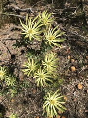 Leucadendron modestum