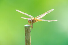 Crocothemis servilia mariannae