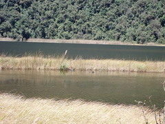 Fulica ardesiaca