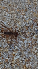 Gluvia dorsalis