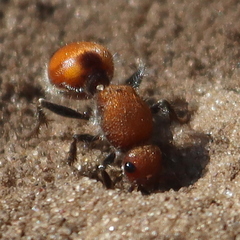 Dasymutilla bioculata