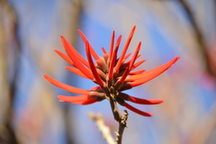 Erythrina americana