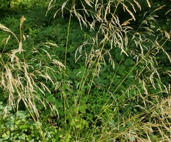 Deschampsia cespitosa