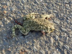Bufotes viridis viridis