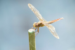 Crocothemis servilia mariannae