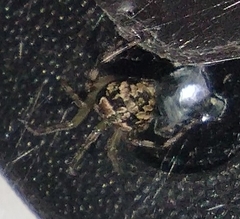 Araneus pegnia
