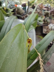 Lepanthes
