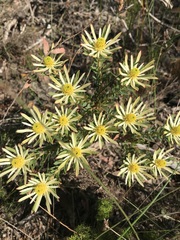 Leucadendron modestum