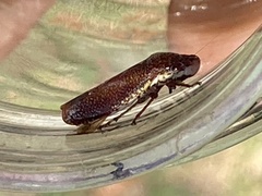 Paraulacizes irrorata