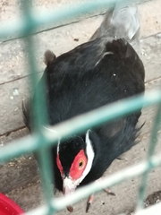 Crossoptilon mantchuricum