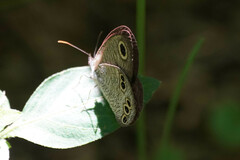 Ypthima argus