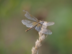 Sympetrum flaveolum