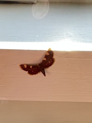 Hypsopygia