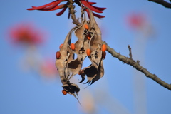 Erythrina americana