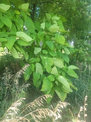 Catalpa bignonioides