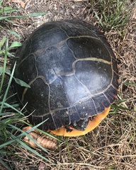 Chrysemys picta picta