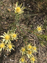 Leucadendron modestum