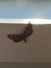 Hypsopygia