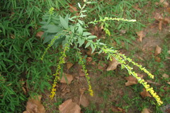 Solidago