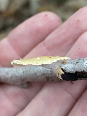 Cerioporus leptocephalus