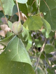 Pemphigus obesinymphae